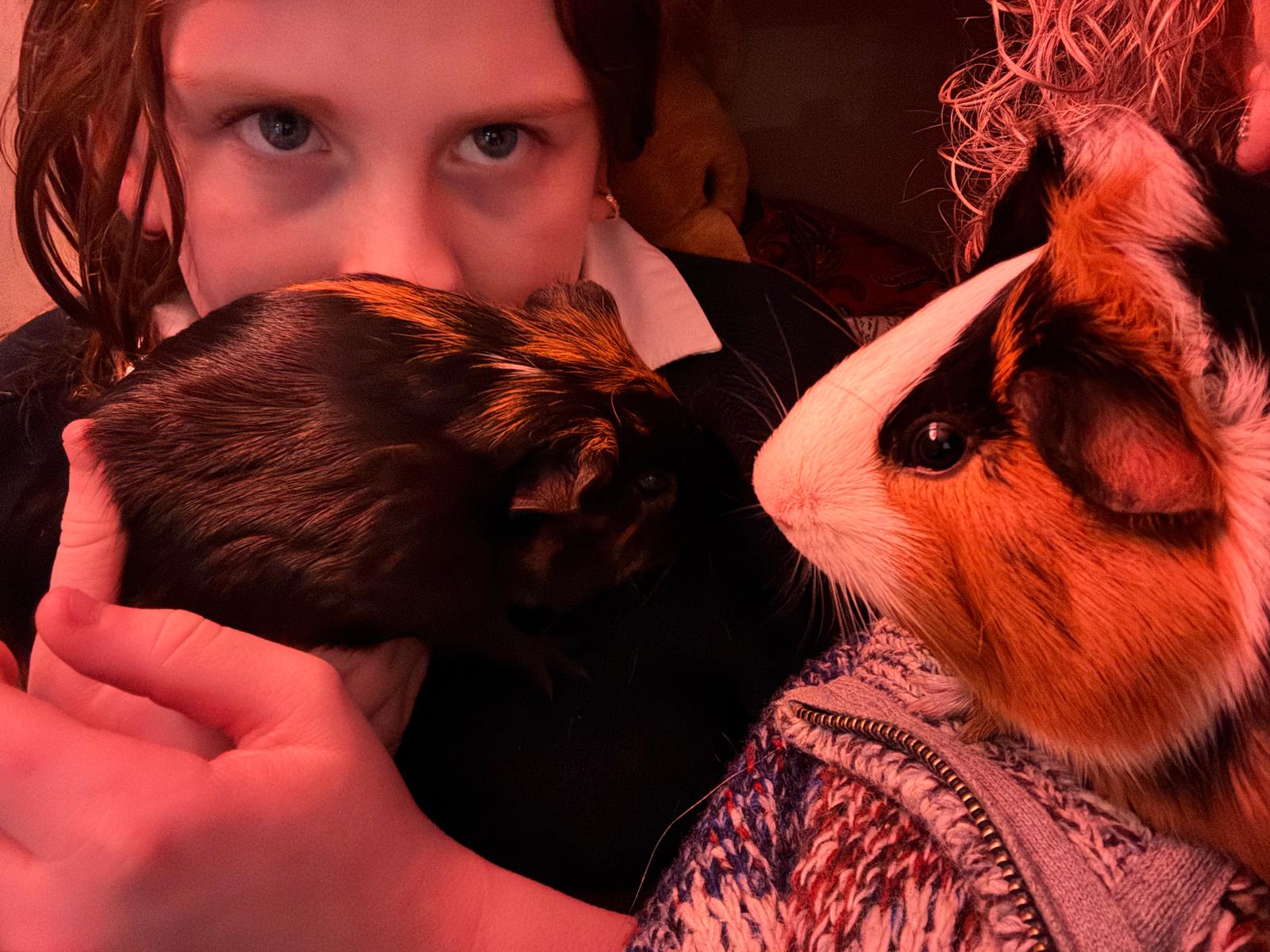 Daughter holding both guinea pigs