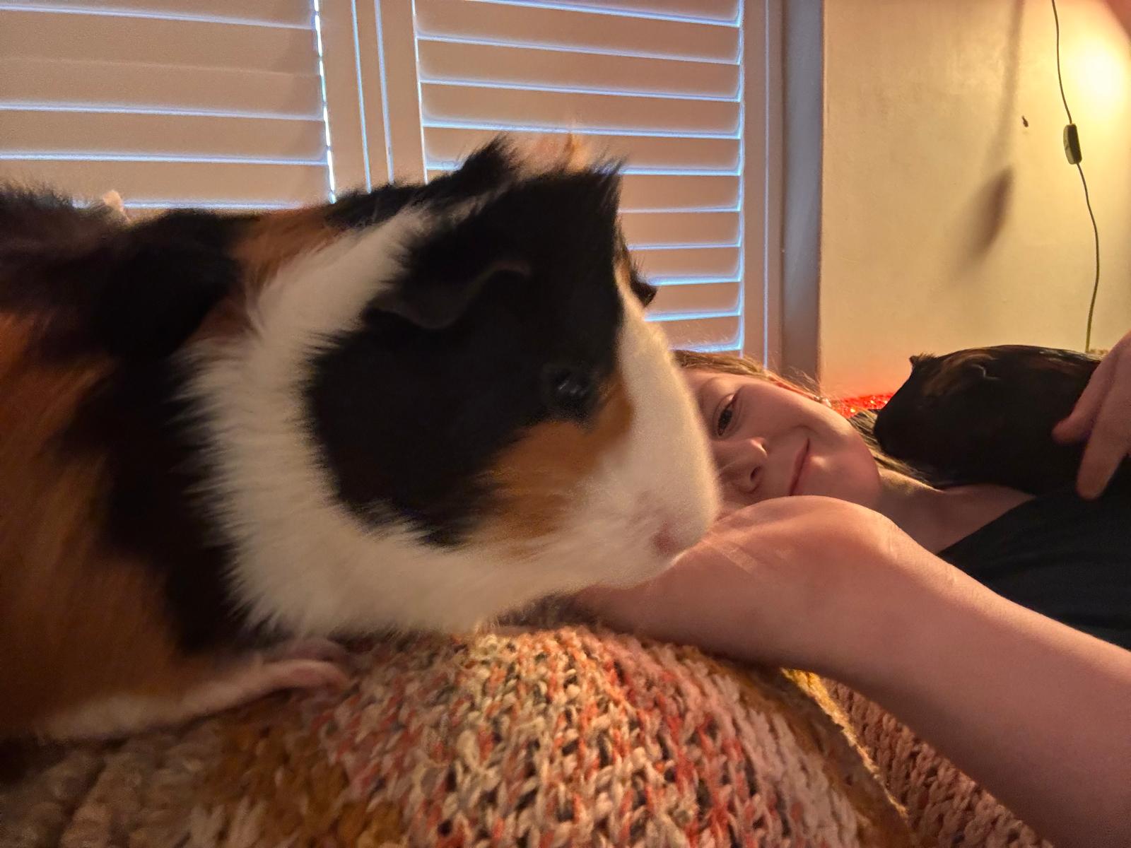 Guinea pig on sofa with human