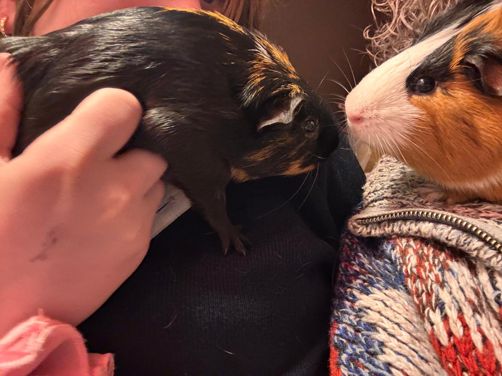 Jet and Patch face to face