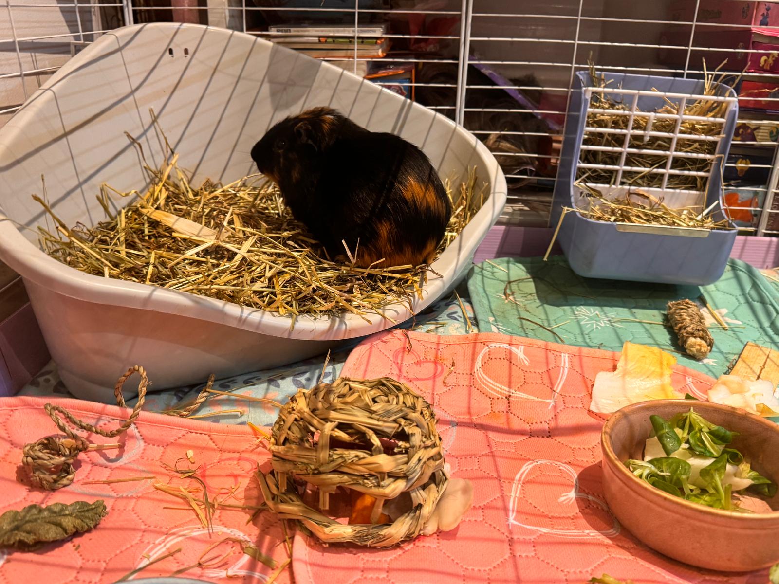 Jet in hay bed