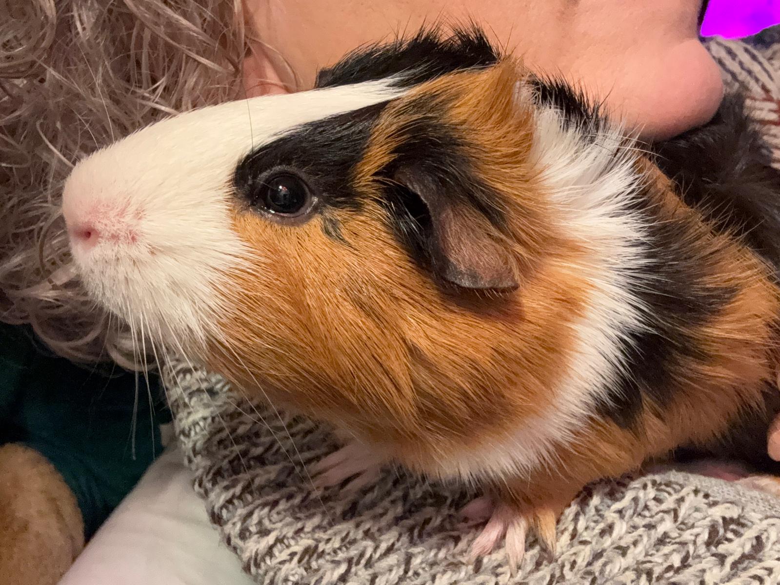 Patch extreme close up