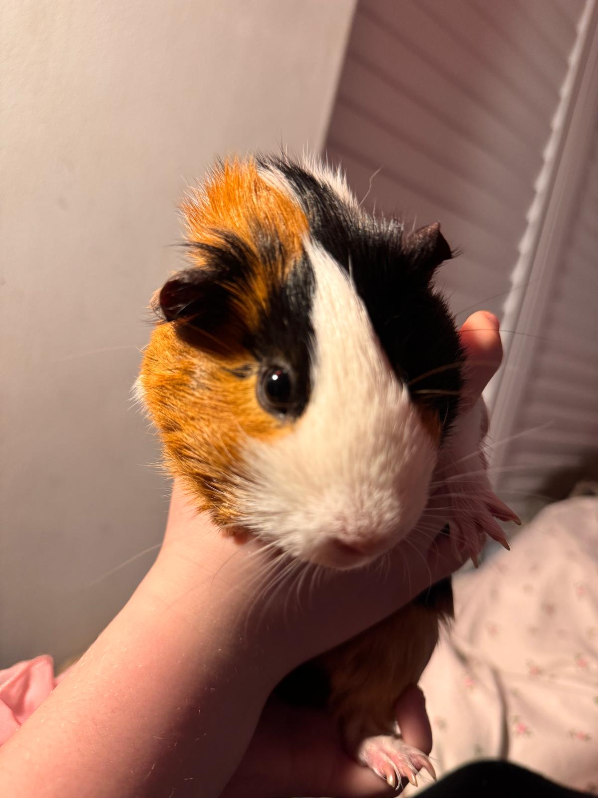 Patch with head held high