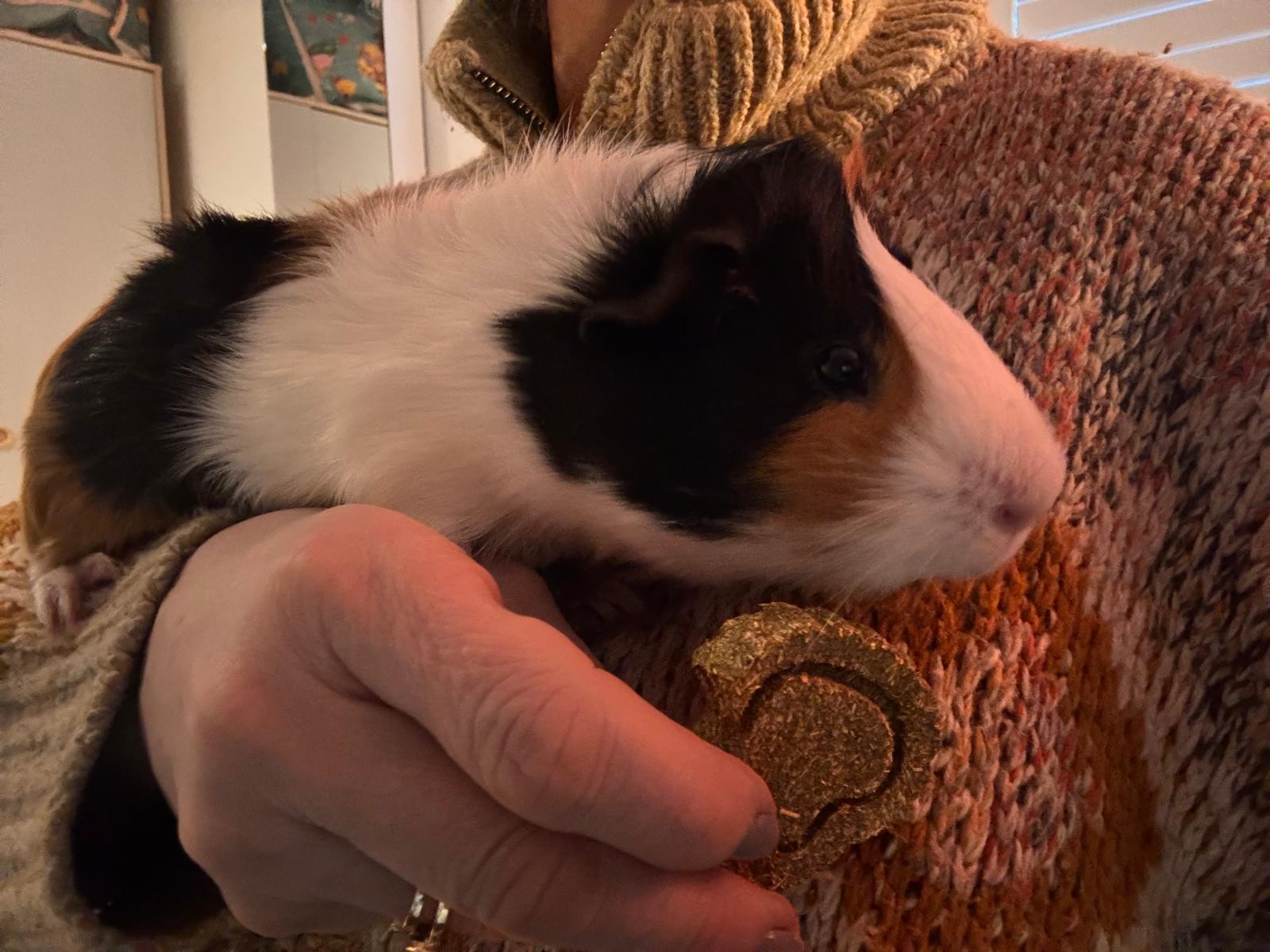 Patch looking away dramatically