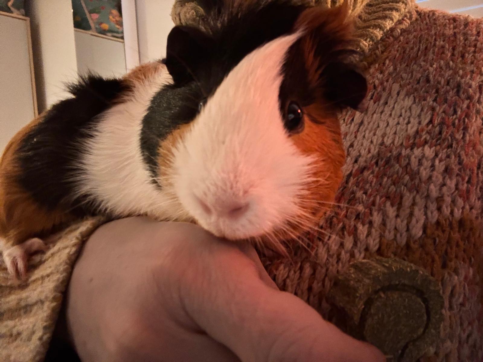 Patch snuggling